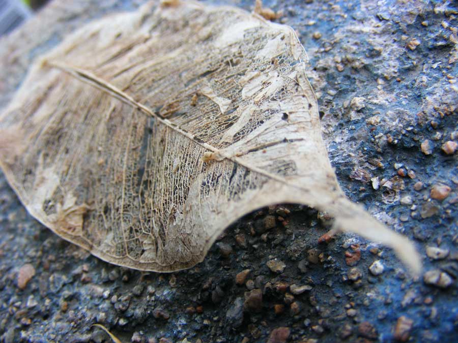 Fonds d'cran Nature Feuilles - Feuillages 