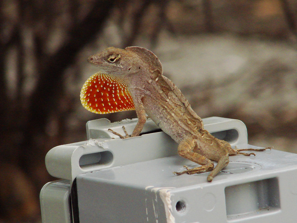 Wallpapers Animals Lizards - Iguanas Gloups!