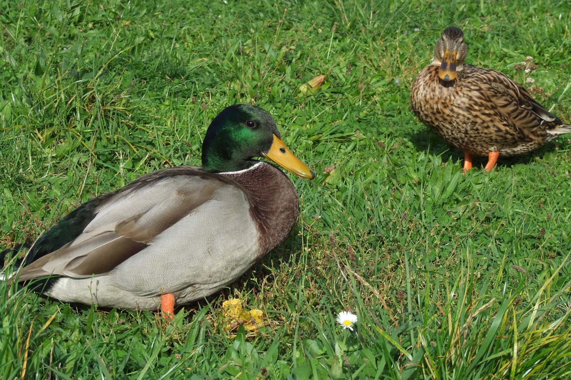 Wallpapers Animals Birds - Ducks 