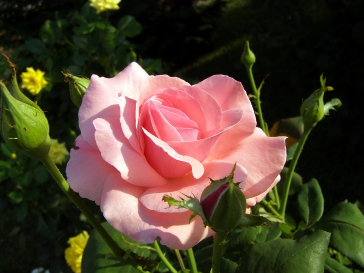 Fonds d'cran Nature Fleurs Rose