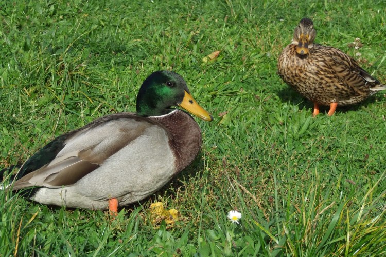 Fonds d'cran Animaux Oiseaux - Canards Wallpaper N177602