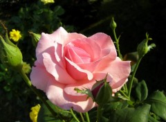 Fonds d'cran Nature Rose