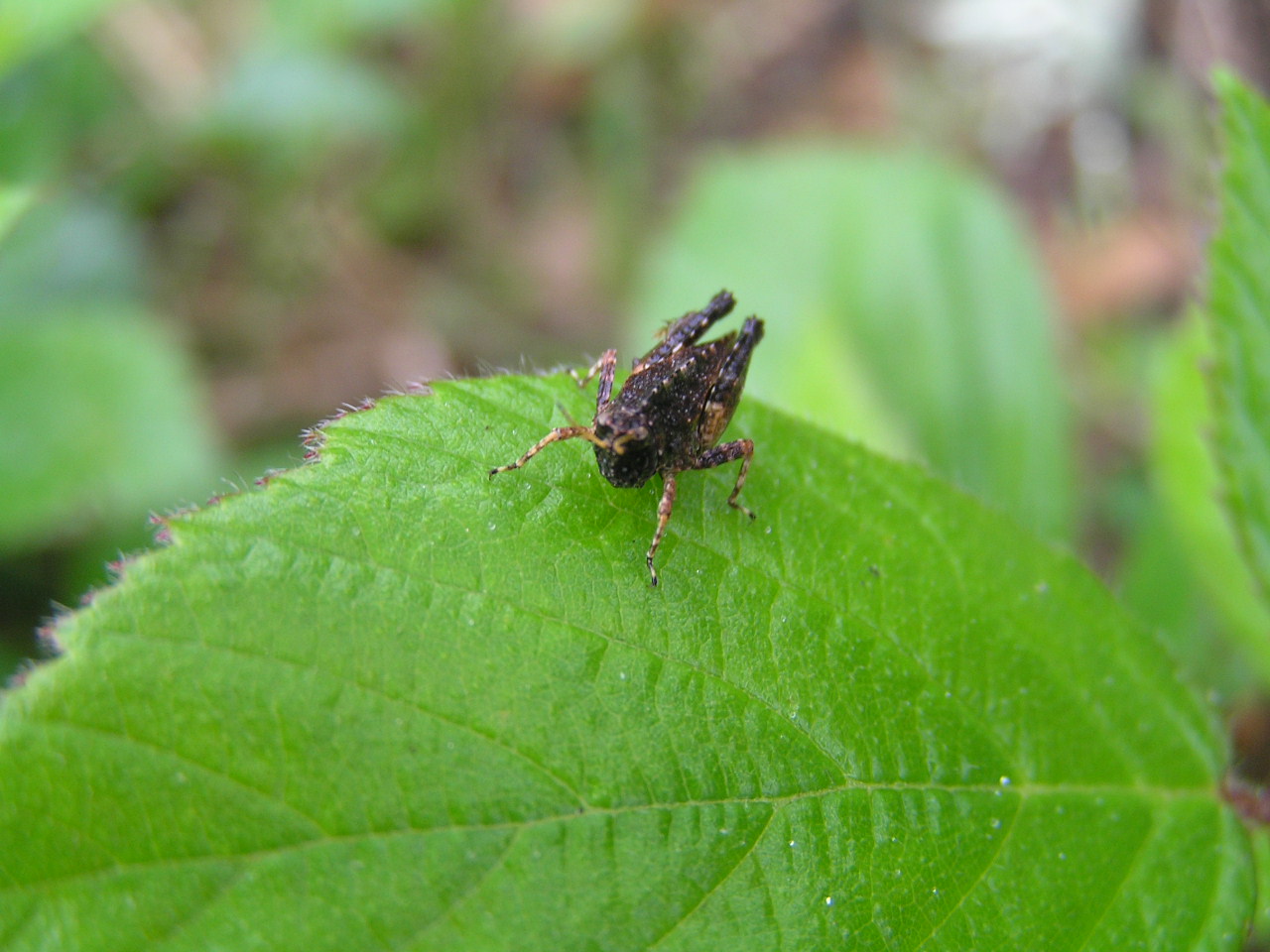 Wallpapers Animals Insects - Grasshoppers and Locusts Sauterelle