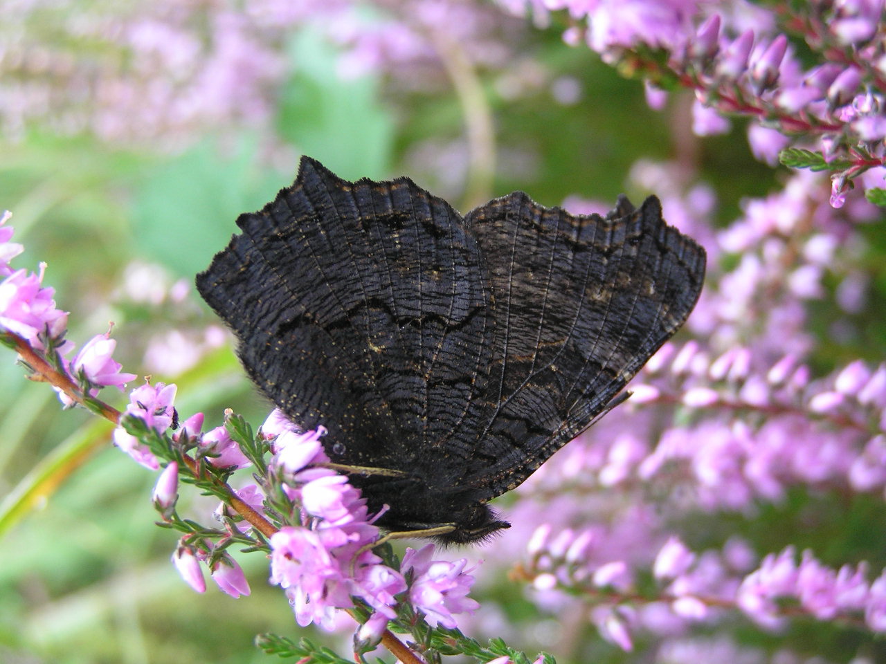 Fonds d'cran Animaux Insectes - Papillons Papillon momifi