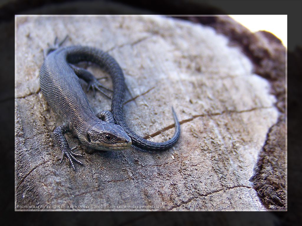 Fonds d'cran Animaux Lzards - Iguanes Sur le qui-vive