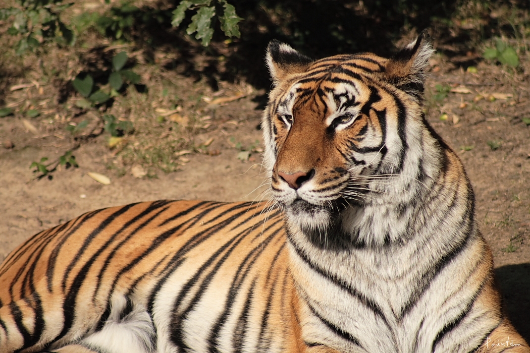 Fonds d'cran Animaux Flins - Tigres Le tigre