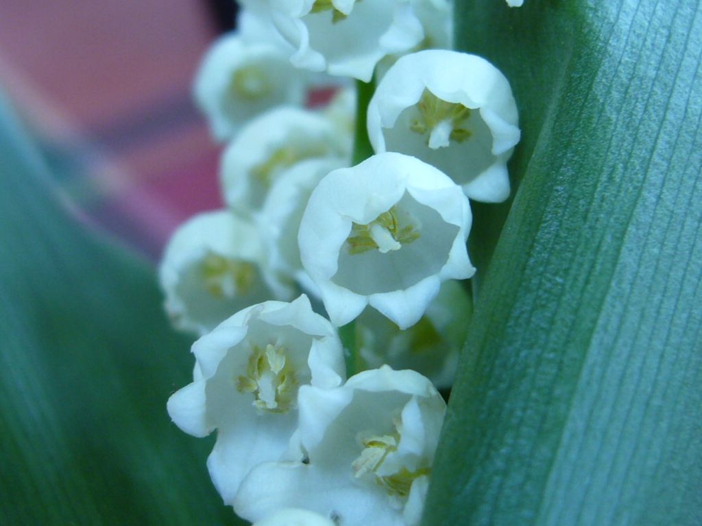 Wallpapers Nature Flowers muguet