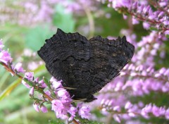 Fonds d'cran Animaux Papillon momifi