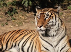 Fonds d'cran Animaux Le tigre