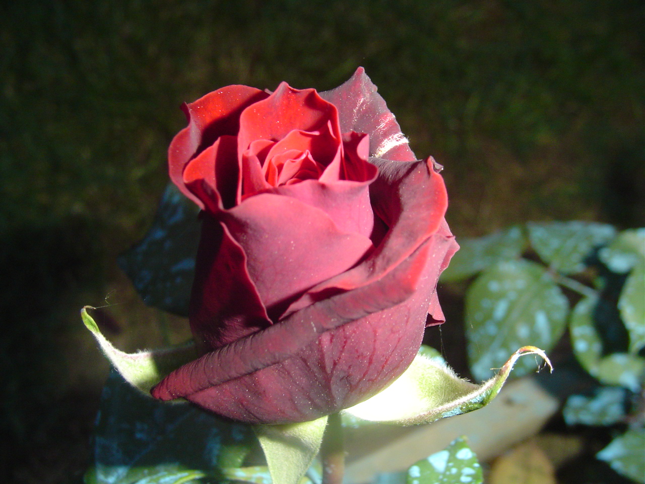 Wallpapers Nature Flowers une de mes roses Black Baccara