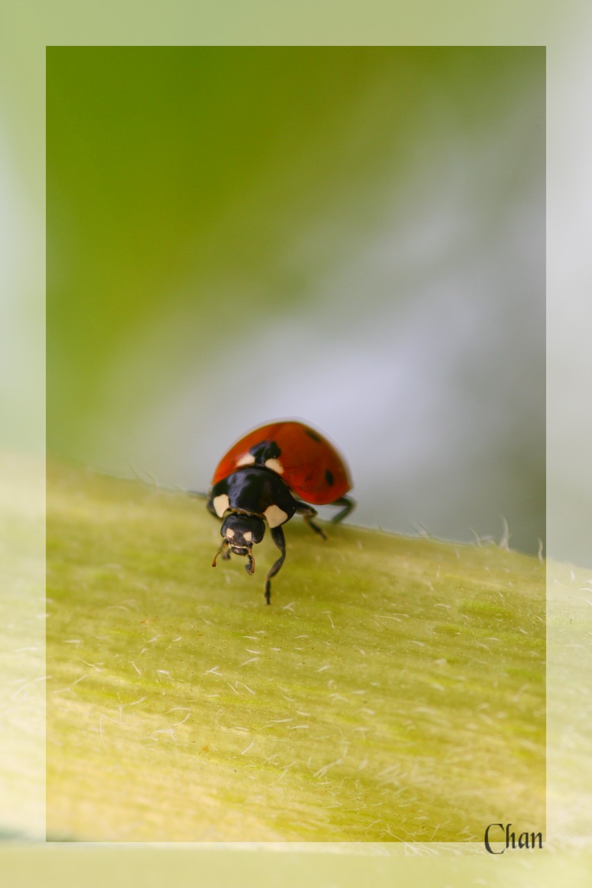 Fonds d'cran Animaux Insectes - Coccinelles 