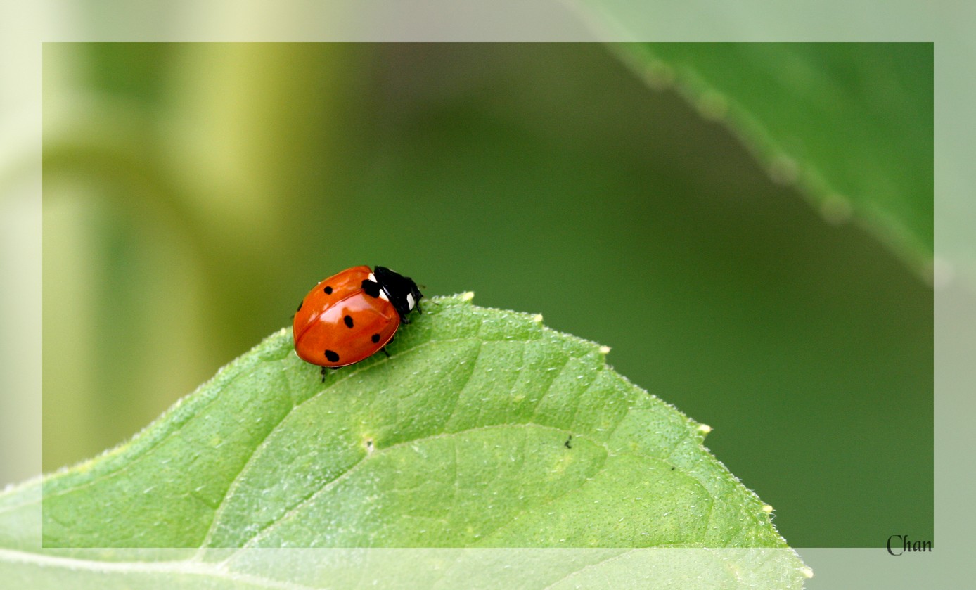 Fonds d'cran Animaux Insectes - Coccinelles 