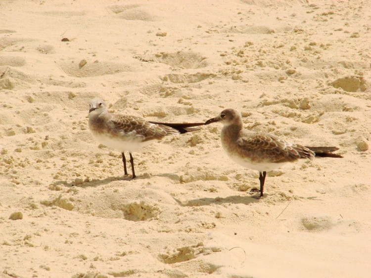 Fonds d'cran Animaux Oiseaux - Mouettes et Golands Mouettes Bahamiennes