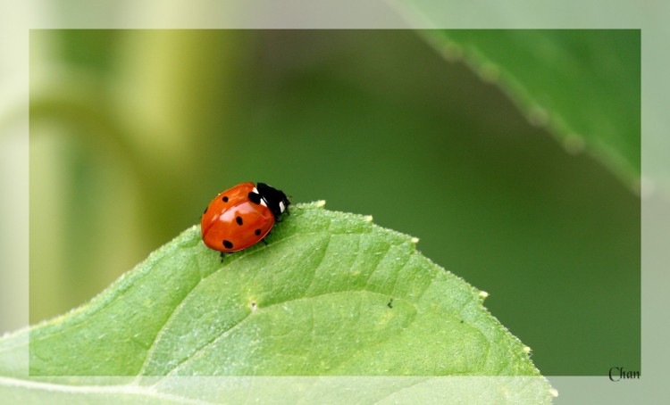 Fonds d'cran Animaux Insectes - Coccinelles Wallpaper N178020