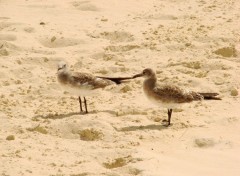 Fonds d'cran Animaux Mouettes Bahamiennes