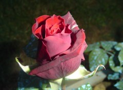 Fonds d'cran Nature une de mes roses Black Baccara