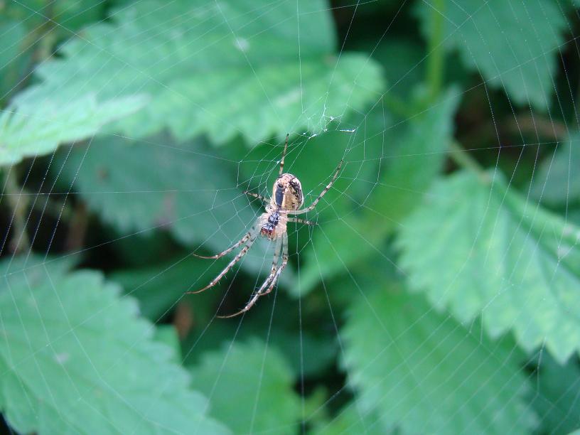 Fonds d'cran Animaux Araignes Une de mes p'tites prise Macro