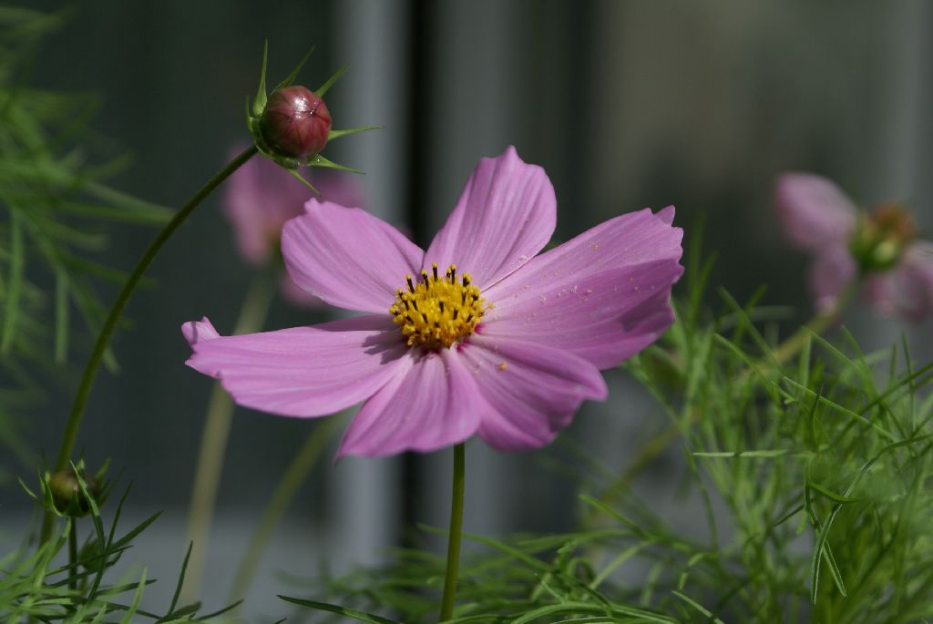 Fonds d'cran Nature Fleurs 