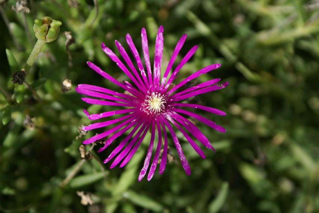 Fonds d'cran Nature Fleurs 