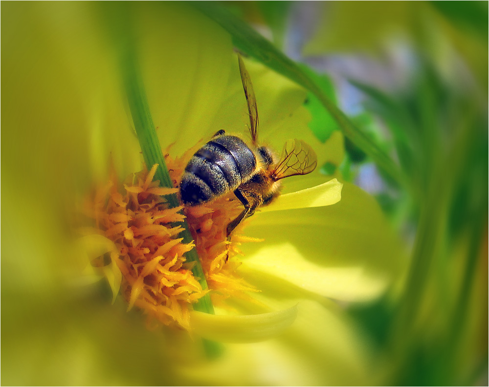 Wallpapers Animals Insects - Bees, Wasps 