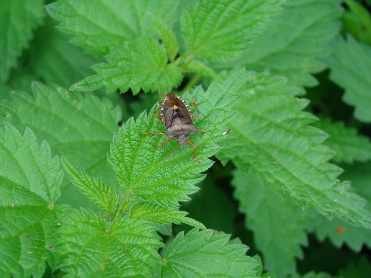 Fonds d'cran Animaux Insectes - Divers ma prise macro