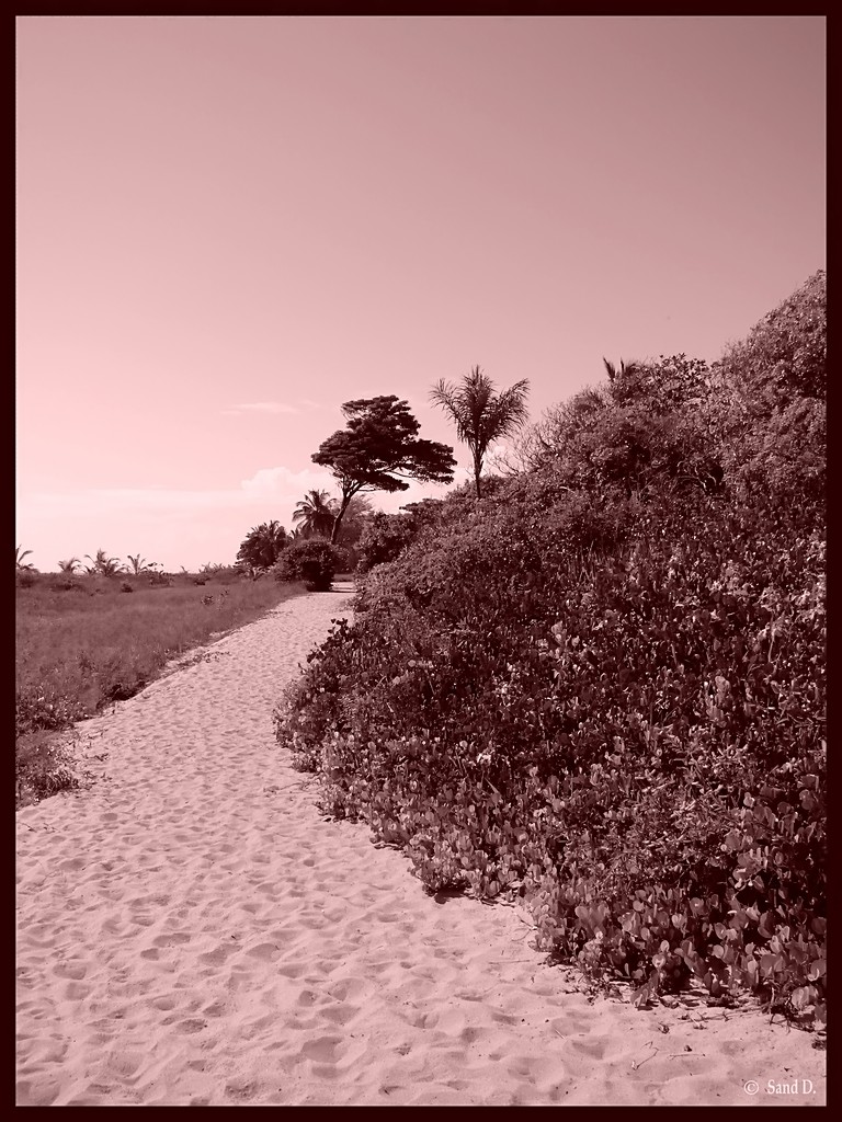 Wallpapers Nature Landscapes Chemin de plage