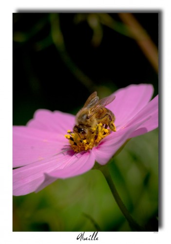 Fonds d'cran Animaux Insectes - Abeilles Gupes ... Abeille qui butine