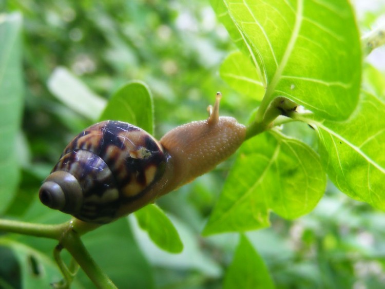 Fonds d'cran Animaux Escargots - Limaces Wallpaper N178098