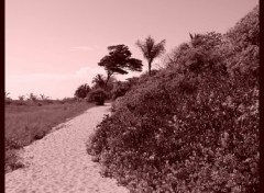 Wallpapers Nature Chemin de plage