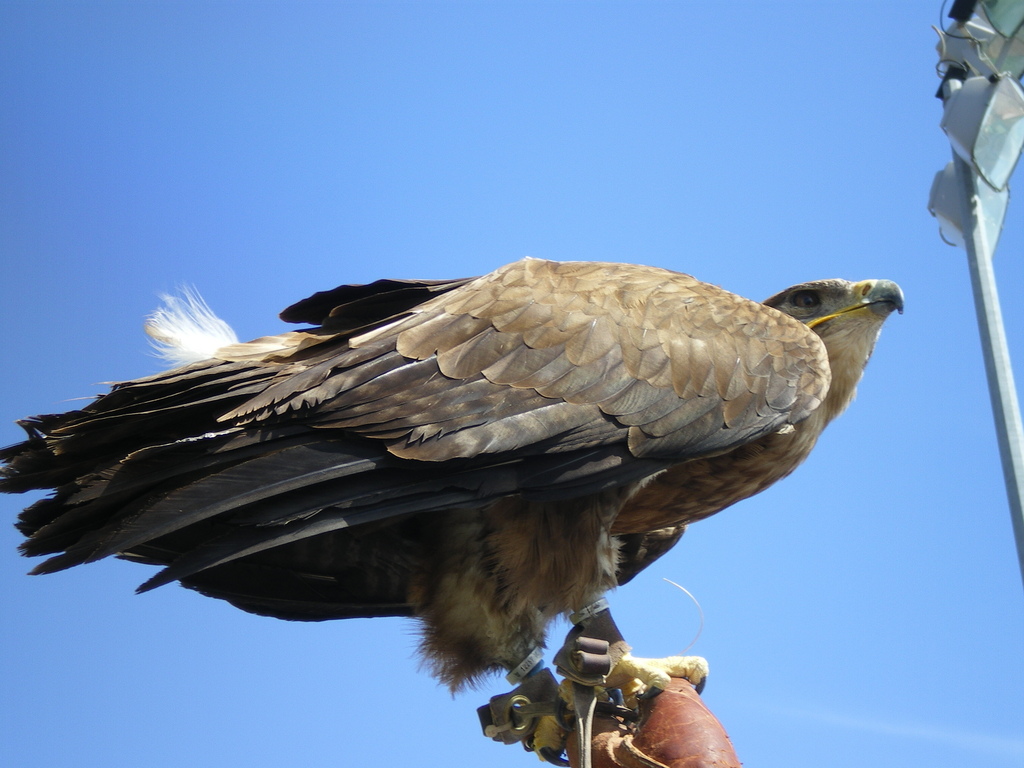 Wallpapers Animals Birds - Eagles Aigle