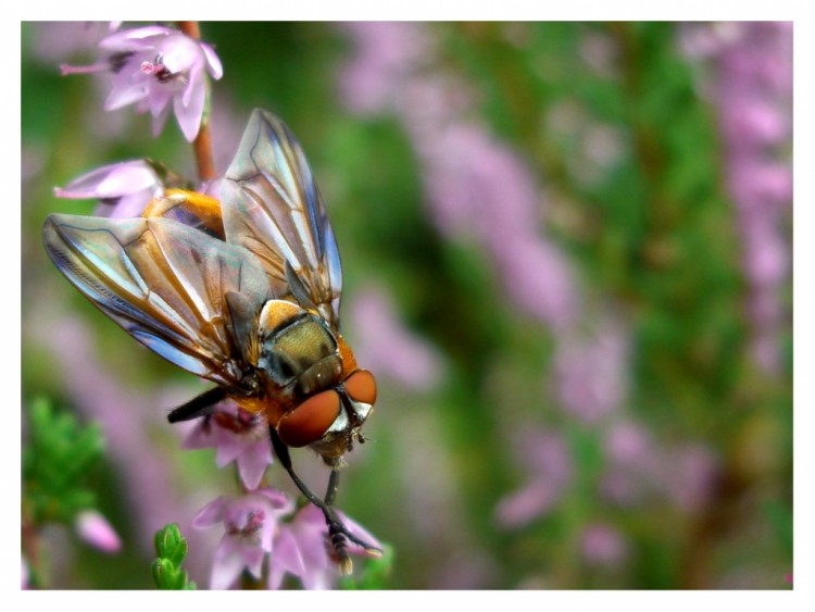 Fonds d'cran Animaux Insectes - Mouches Mouche de bruyre