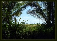 Wallpapers Nature Sous les palmiers...