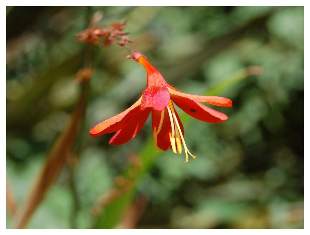 Wallpapers Nature Flowers fleur du printemps