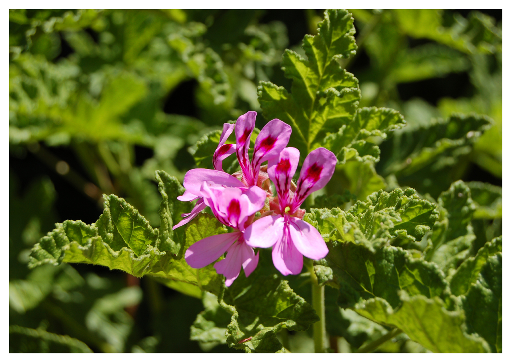 Wallpapers Nature Flowers 