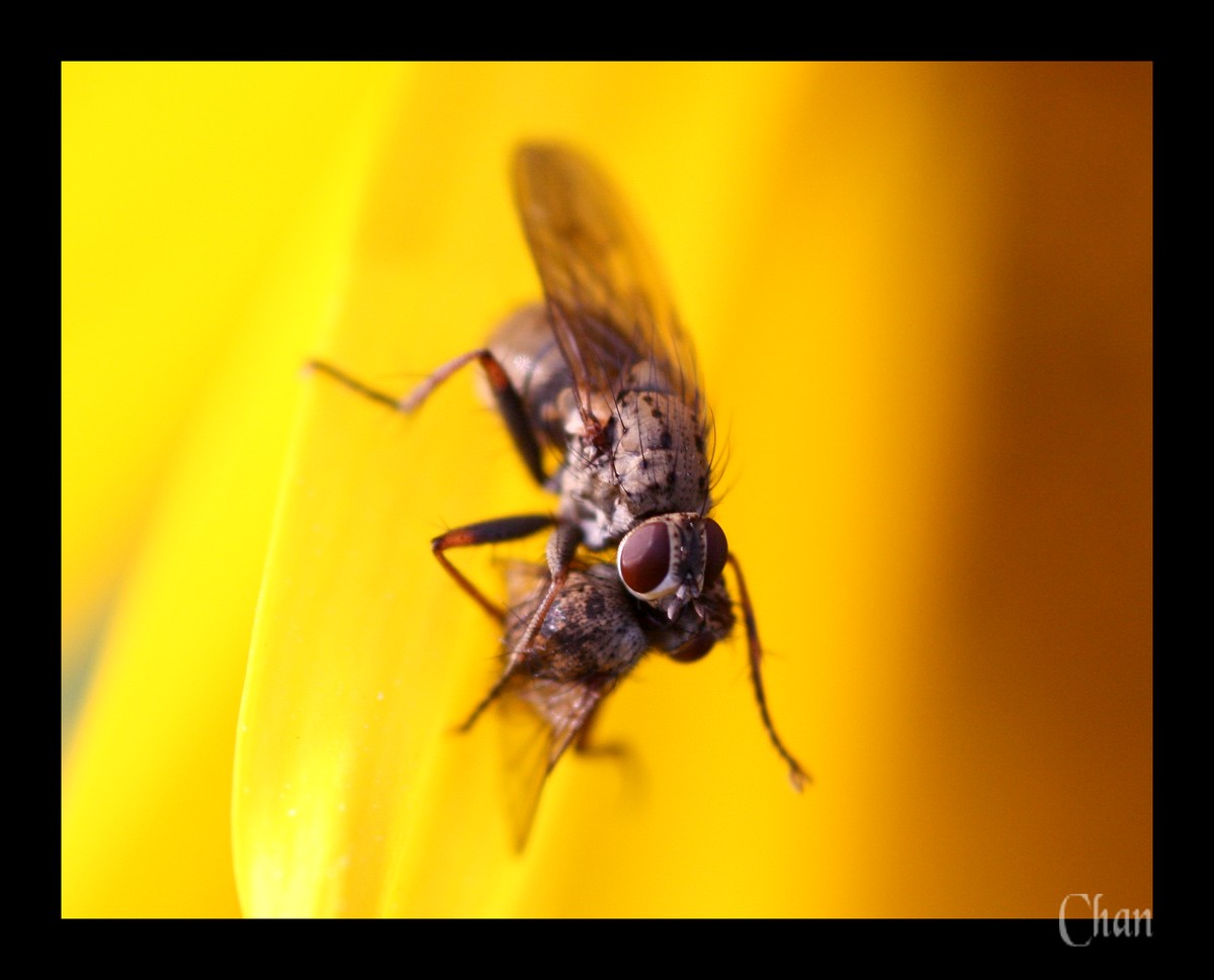 Wallpapers Animals Insects - Flies 