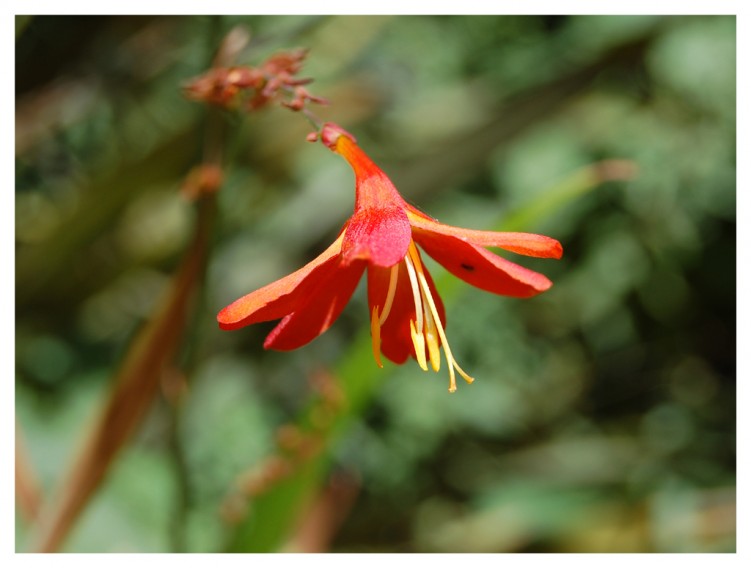 Fonds d'cran Nature Fleurs fleur du printemps