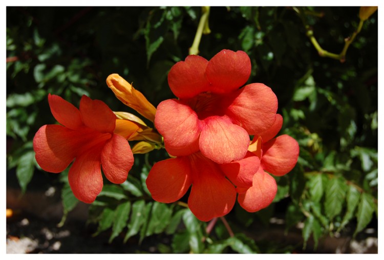 Fonds d'cran Nature Fleurs fleur du printemps