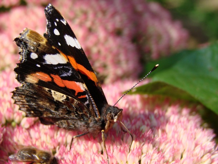 Fonds d'cran Animaux Insectes - Papillons vulcain