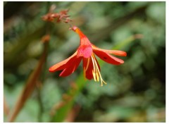 Fonds d'cran Nature fleur du printemps