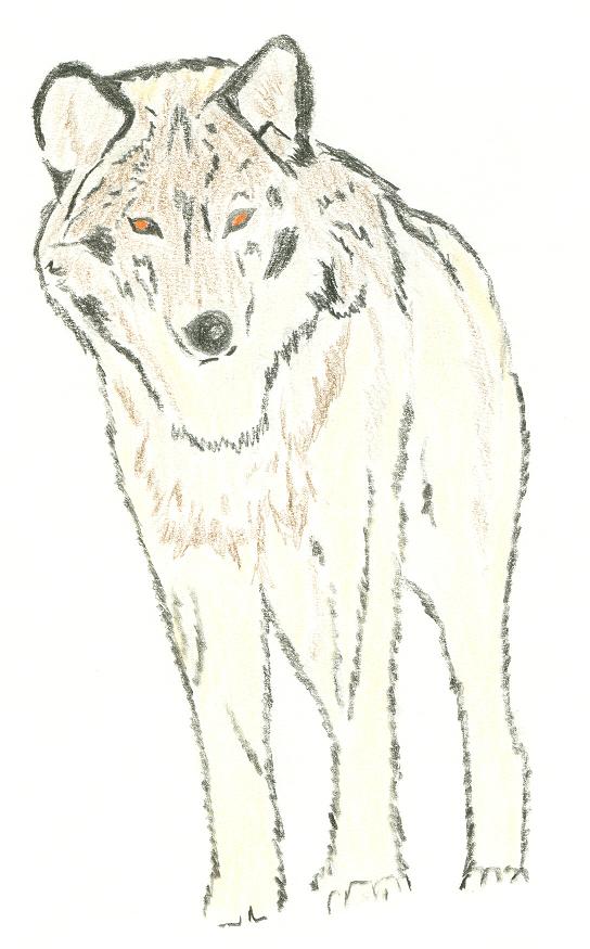 Fonds d'cran Art - Crayon Animaux - Loups LOUP