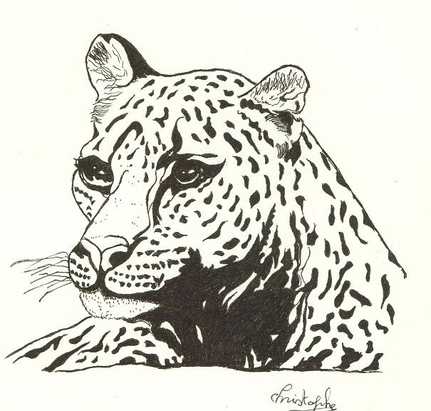 Wallpapers Art - Pencil Animals - Felines JAGUAR