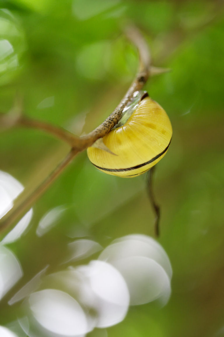 Wallpapers Animals Snails - Slugs 