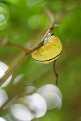 Fonds d'cran Animaux Escargots - Limaces Wallpaper N178592