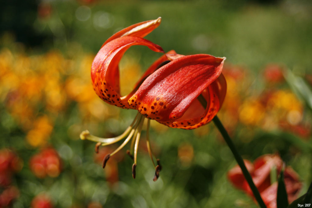 Fonds d'cran Nature Fleurs 