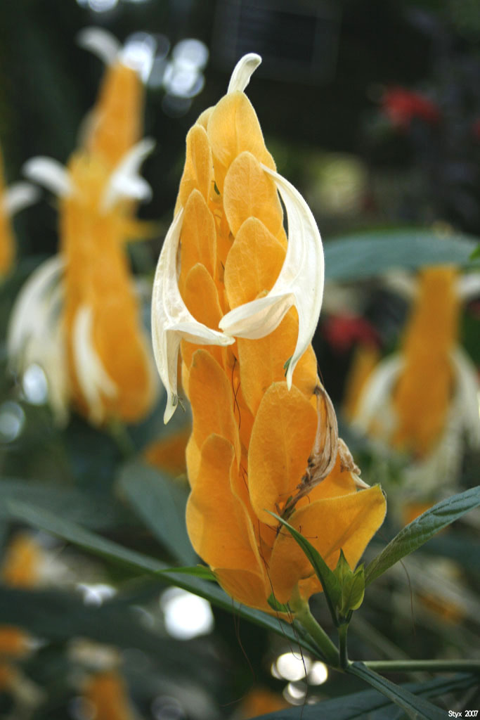 Fonds d'cran Nature Fleurs 