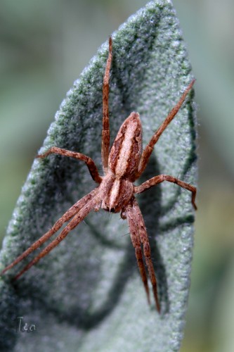 Fonds d'cran Animaux Araignes Araigne