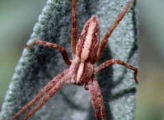 Fonds d'cran Animaux Araigne