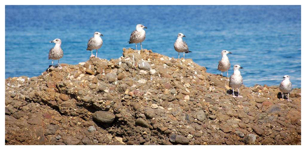 Fonds d'cran Animaux Oiseaux - Mouettes et Golands 