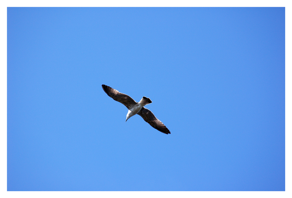 Wallpapers Animals Birds - Gulls 