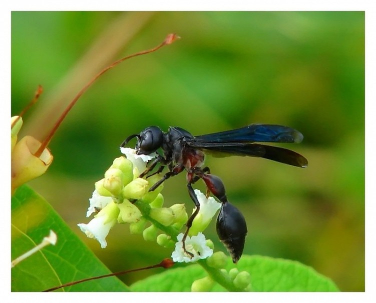 Fonds d'cran Animaux Insectes - Divers Pour le nectar